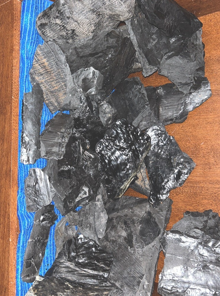 Fossils from coal mine 1200 feet deep