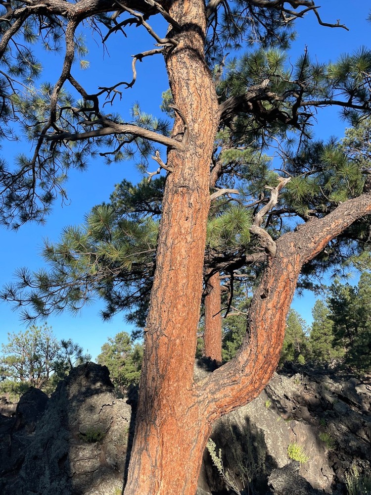 3 Ponderosa Pine Tree 6-12" Tall Starter Tree