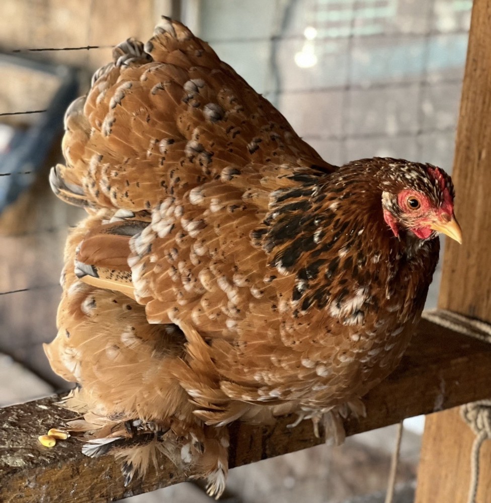 Cochin Bantam Mille Fleur Hatching Eggs One dozen
