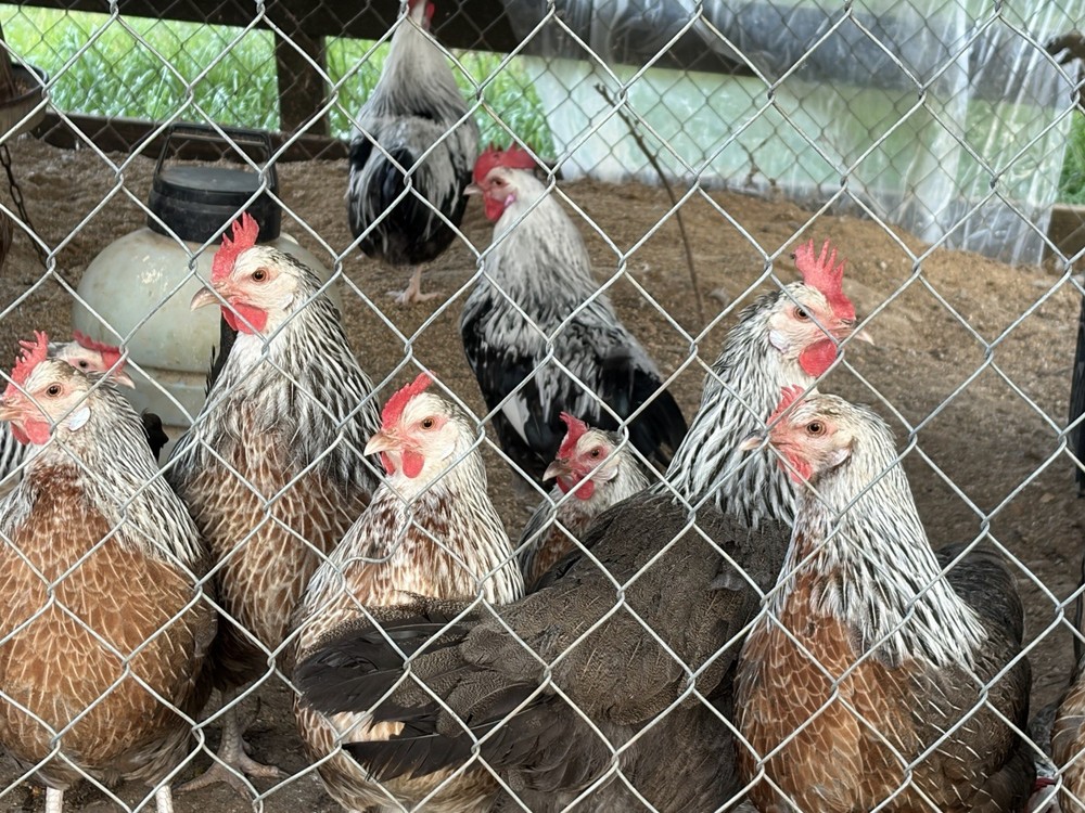 Threatened SC SG Dorking Hatching Eggs