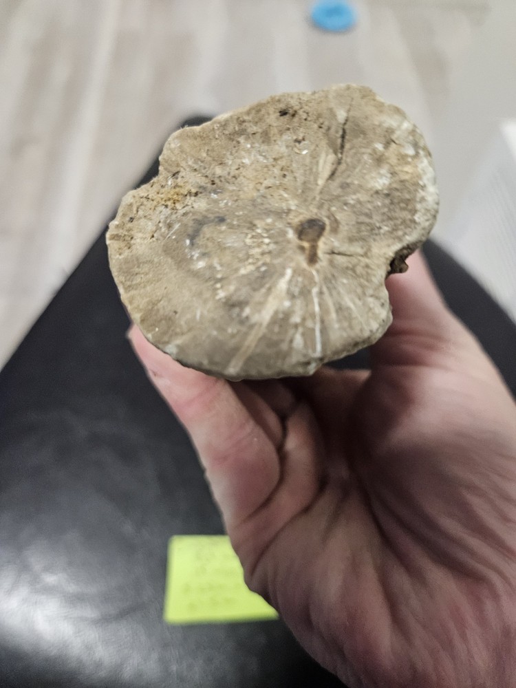 Zimbabwe Petrified Wood Specimen (15.4oz)
