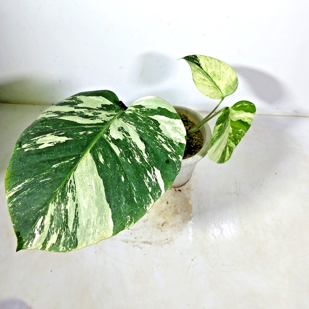 Monstera Deliciosa Mint Variegated Free Phyto