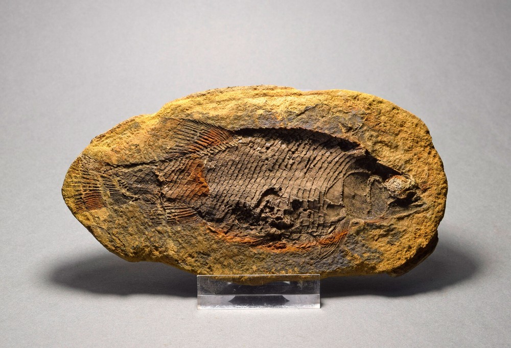 Fine fish fossil Parasemionotus labordei