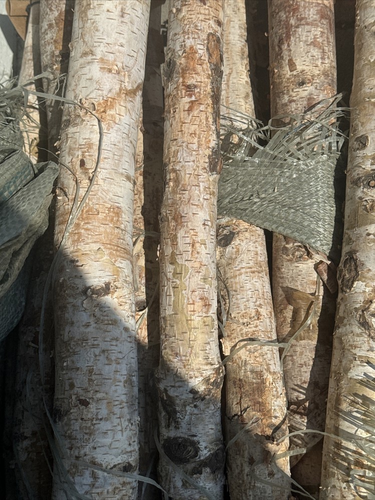 White Paper Birch Logs Set Of 12