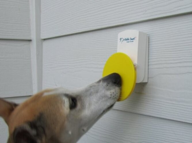 Doggie Doorbell - Blue Accent