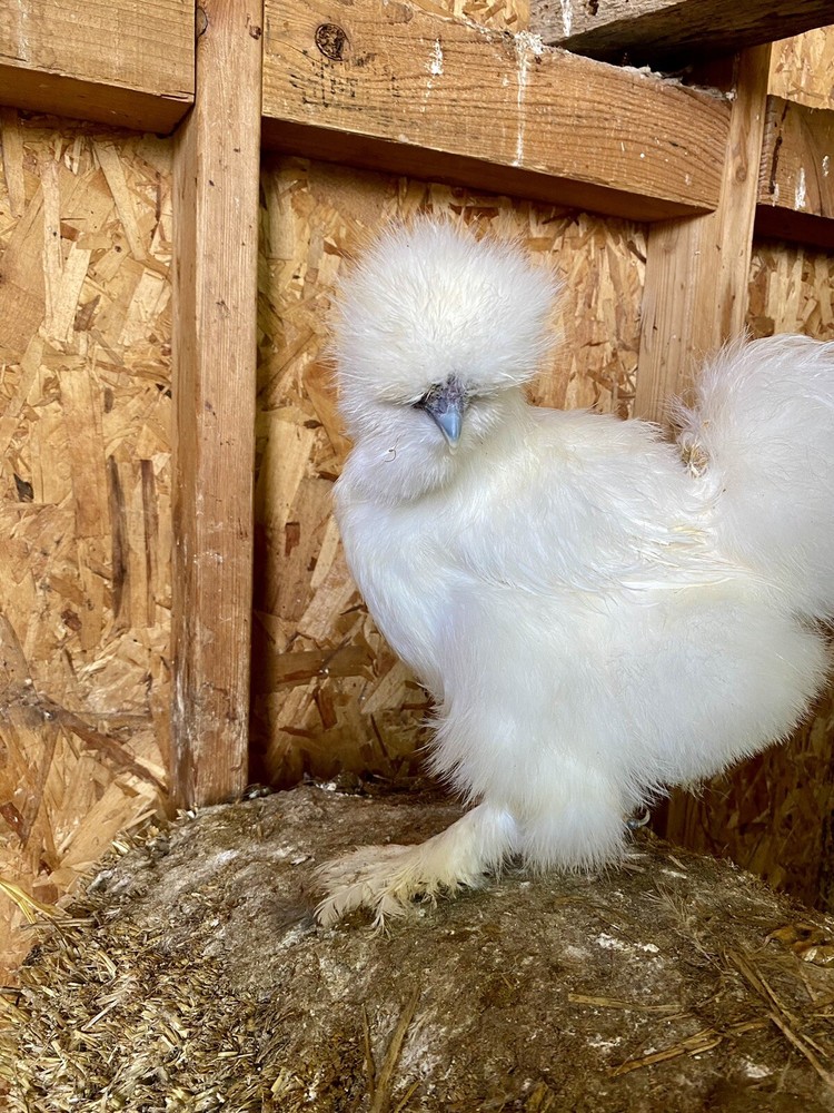6 Purebred Bearded Silkie Hatching Eggs