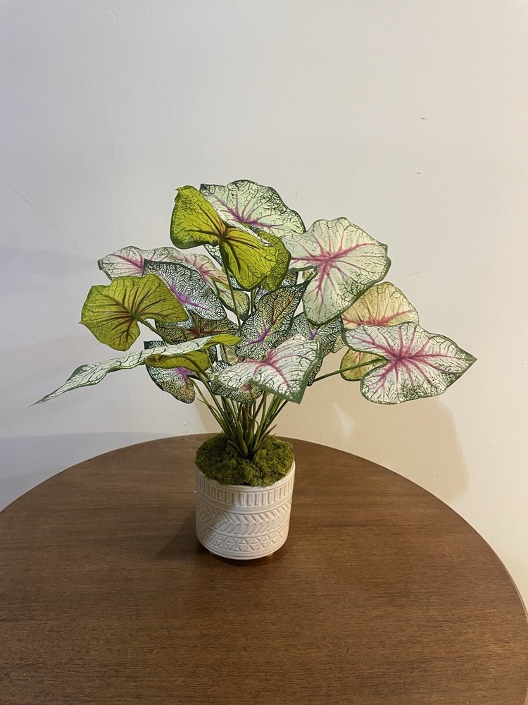 Caladium Tricolor Plants Silk