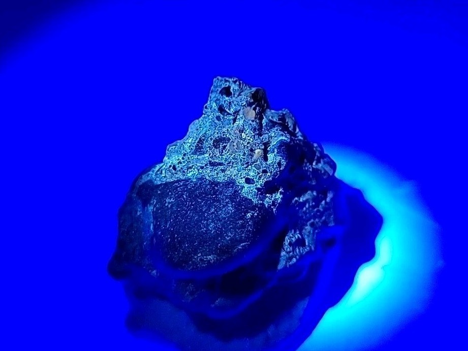 Real Permineralized Reptile Egg Fossil