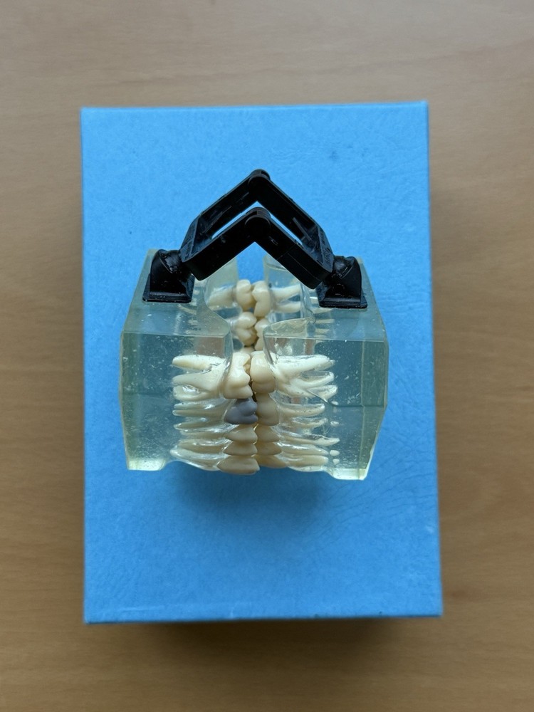 Viade Clear Teeth with Hinge Model - #2072