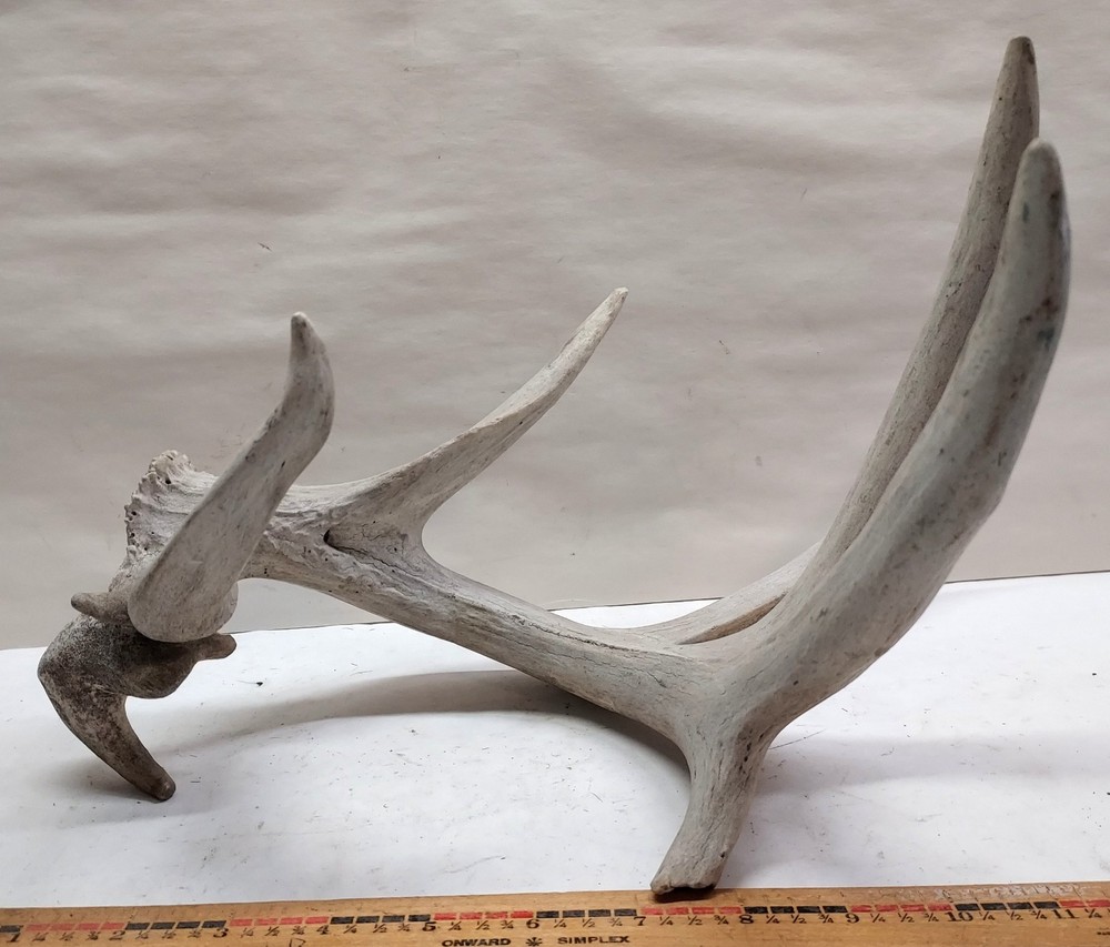 Shed Non Typical Whitetail Deer Single Antler