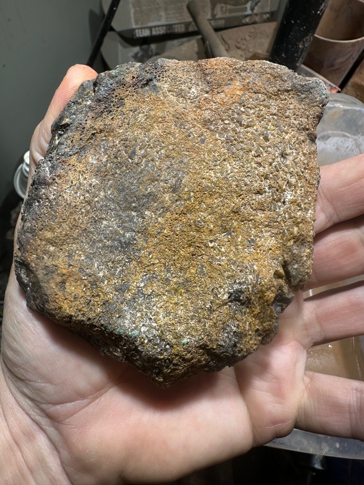 Dinosaur bone rough **hxtled end cut.