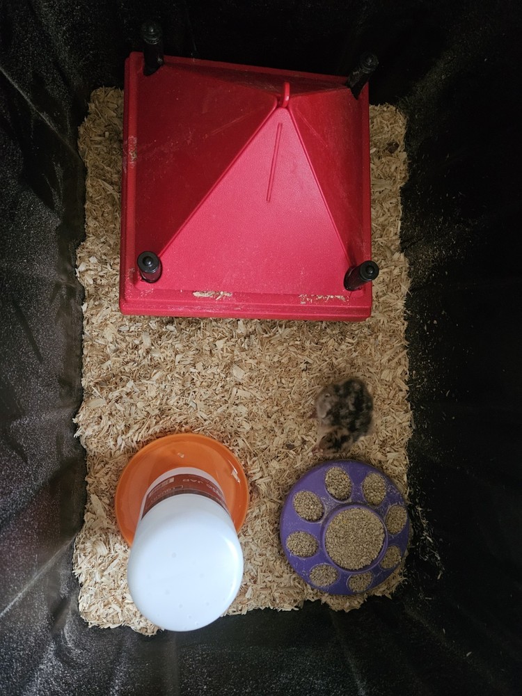 Incubator Rental For Hatching Eggs