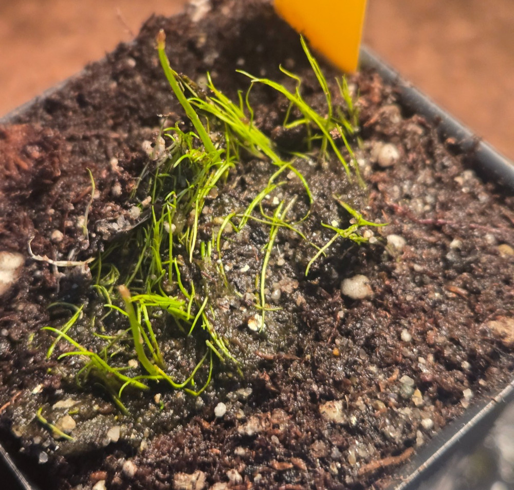 Utricularia Cornuta Carnivorous Bladderwort