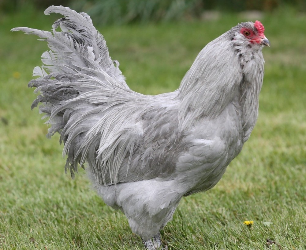 10++ NPIP Lavender Ameraucana Hatching Eggs - Read Description