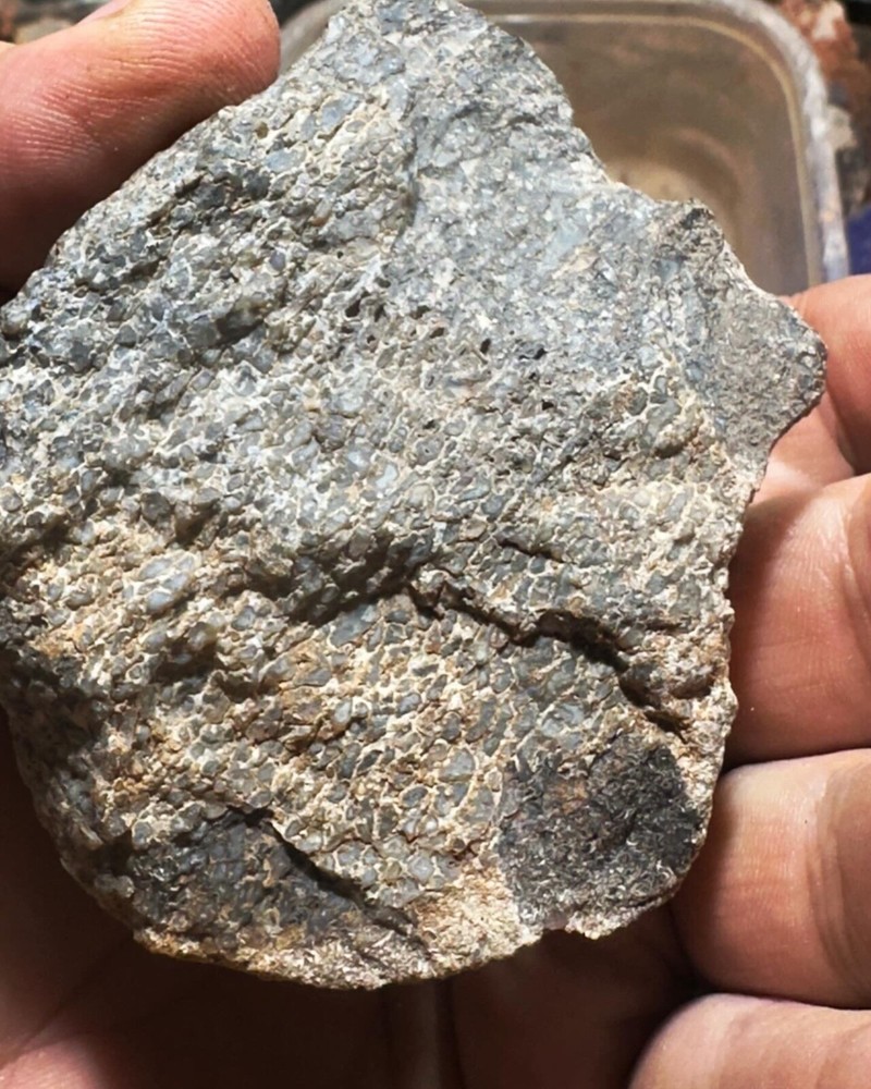 Dinosaur bone rough **hxtled wash split.