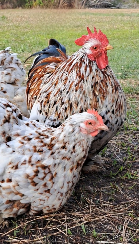 1 Dozen Bantam Cochin Hatching Eggs