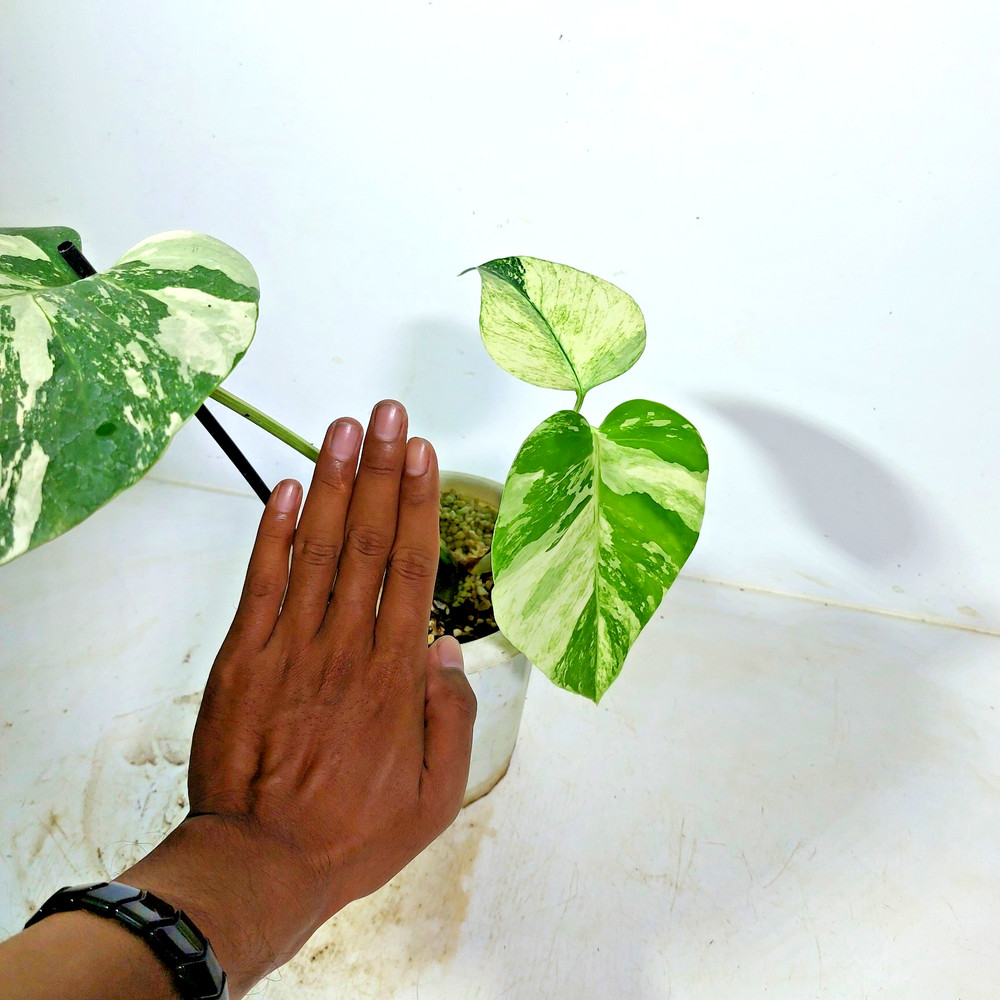 Monstera Deliciosa Mint Variegated Free Phyto