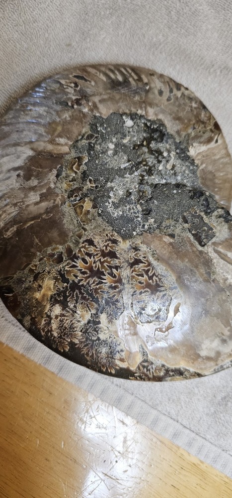 Ammonite Natural Pair