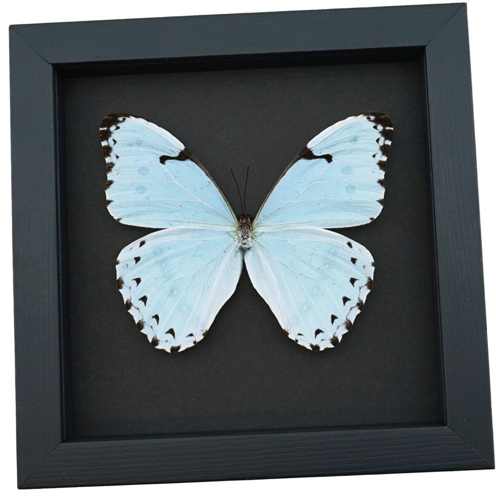 Real Blue Morpho Butterfly Morpho catenarius Framed Moonlight Display