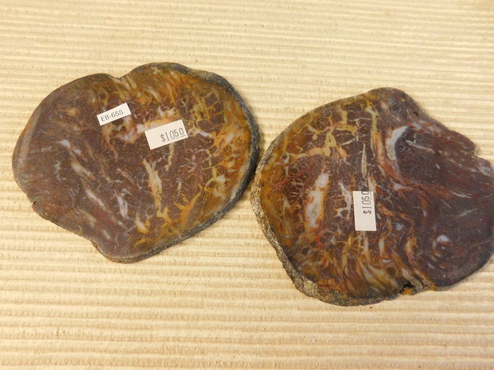 Fossil Cycad Slabs for Cabs - qty 2