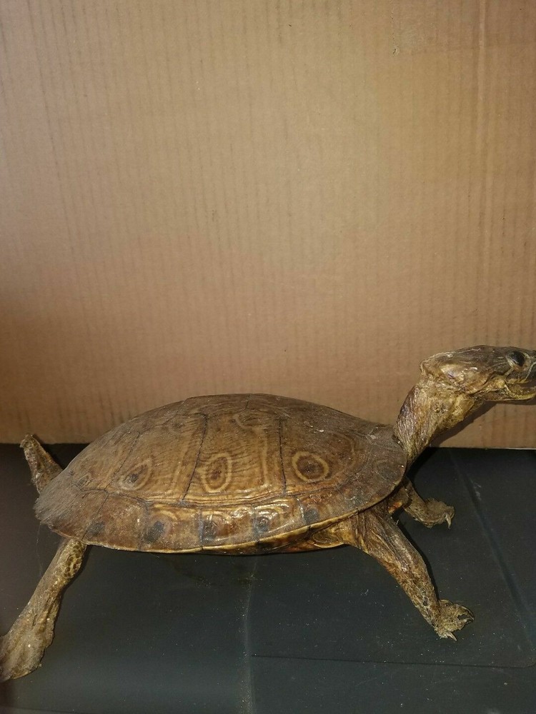 Awesome real turtle taxidermy.