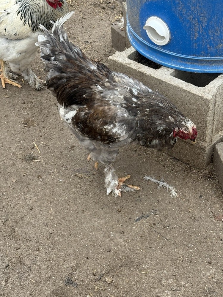 brahma hatching eggs chicken