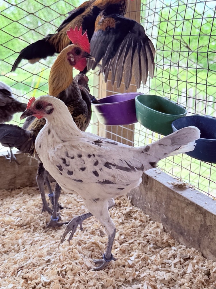 6 + Lemon Blue Modern Game Bantam Hatching Eggs