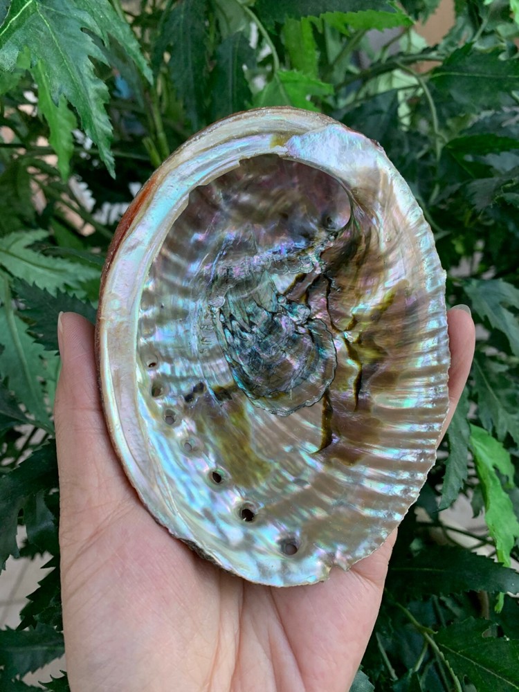Abalone Shell, Seashell Incense Burner, Smudge Bowl / Holder, Pick a Size