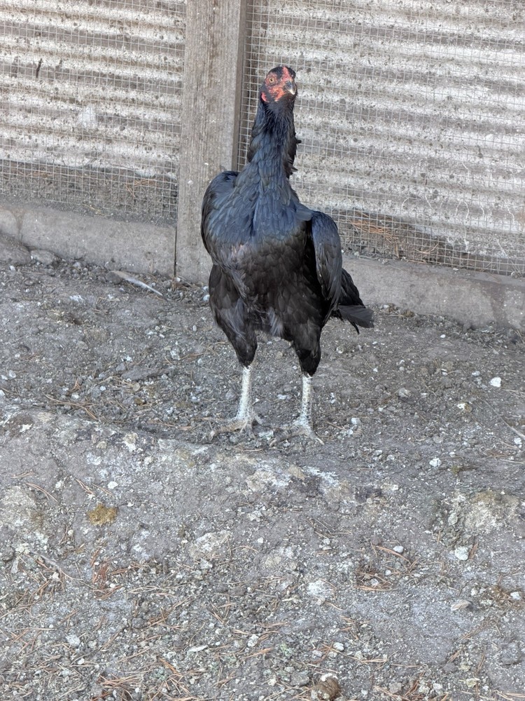 Japanese Chicken Hatching eggs