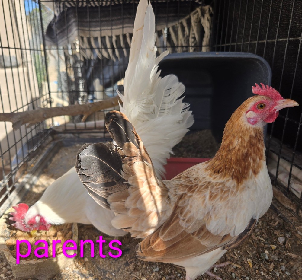 6+ Half Dozen Serama Chicken Hatching Eggs Mini Chicken