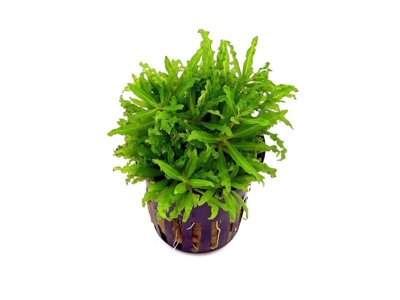 Pogostemon Helferi