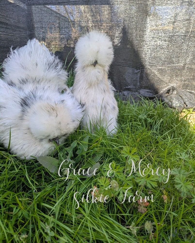 12 Quality Buff & Paint Eggs NPIP