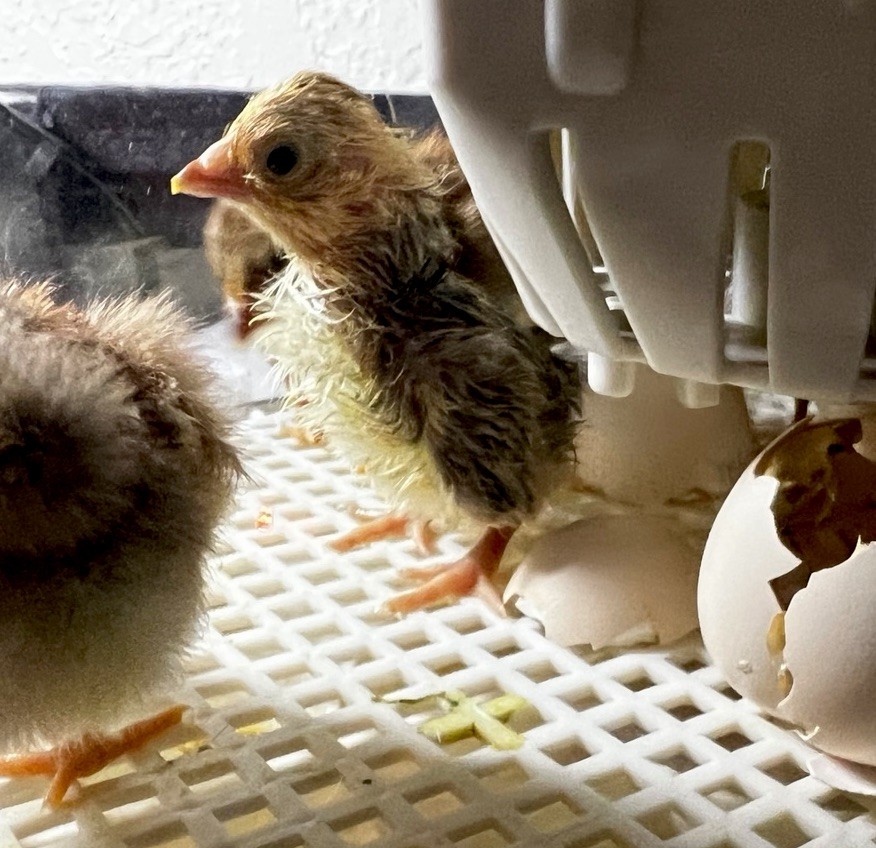 6+ Serama Teacup Chicken Hatching Eggs