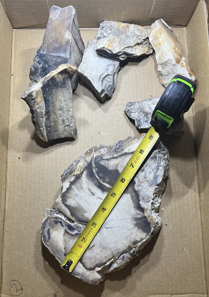 Petrified wood slab & random chunks