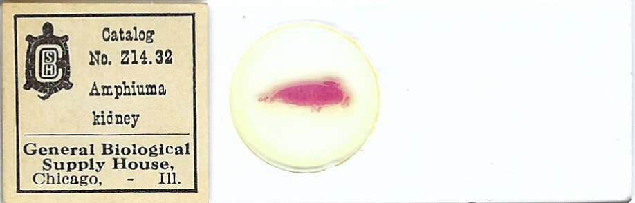 Conger Eel Amphiuma sp. Kidney Microscope Slide