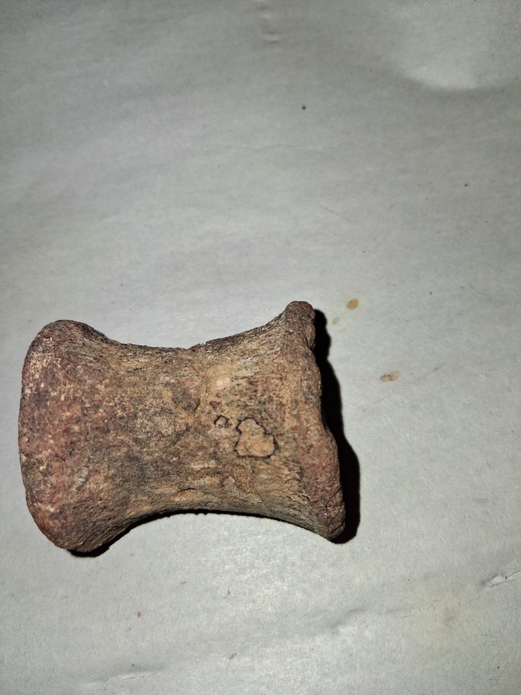 Dinosaur Fossil Vertebrae