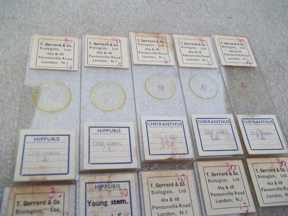 Vintage Glass Microscope Slides -