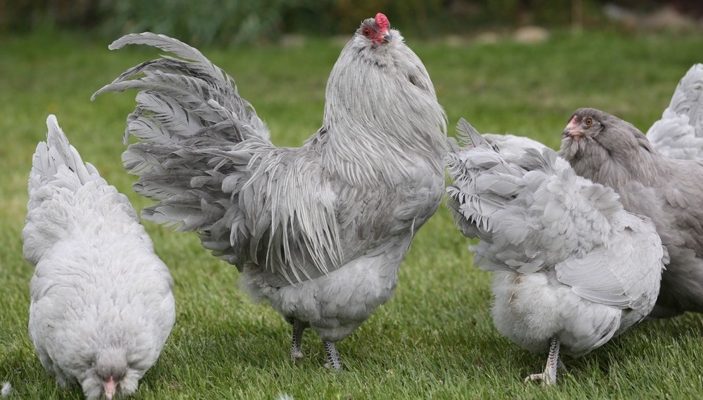 10++ NPIP Lavender Ameraucana Hatching Eggs - Read Description