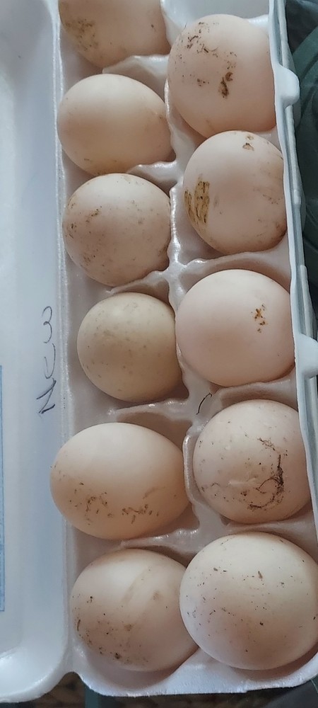10 plus Silver Appleyard hatching duck eggs