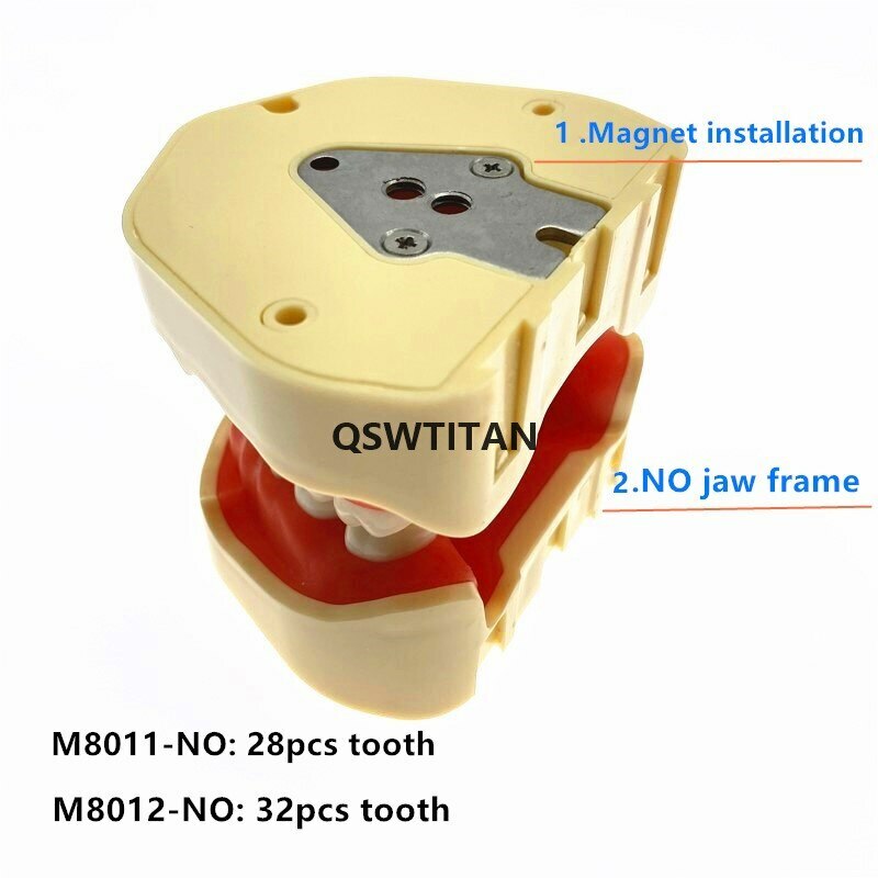 Dental teeth Model for Dental phantom head teeth model for Teaching tooth model