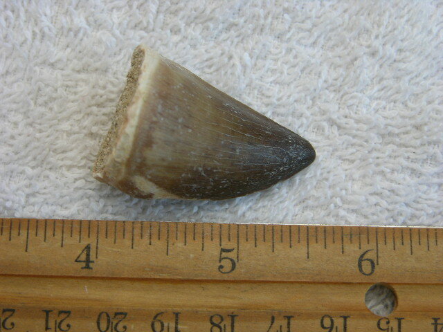 Dinosaur tooth bigger Mosasaurus 1.5-2 inch SA44