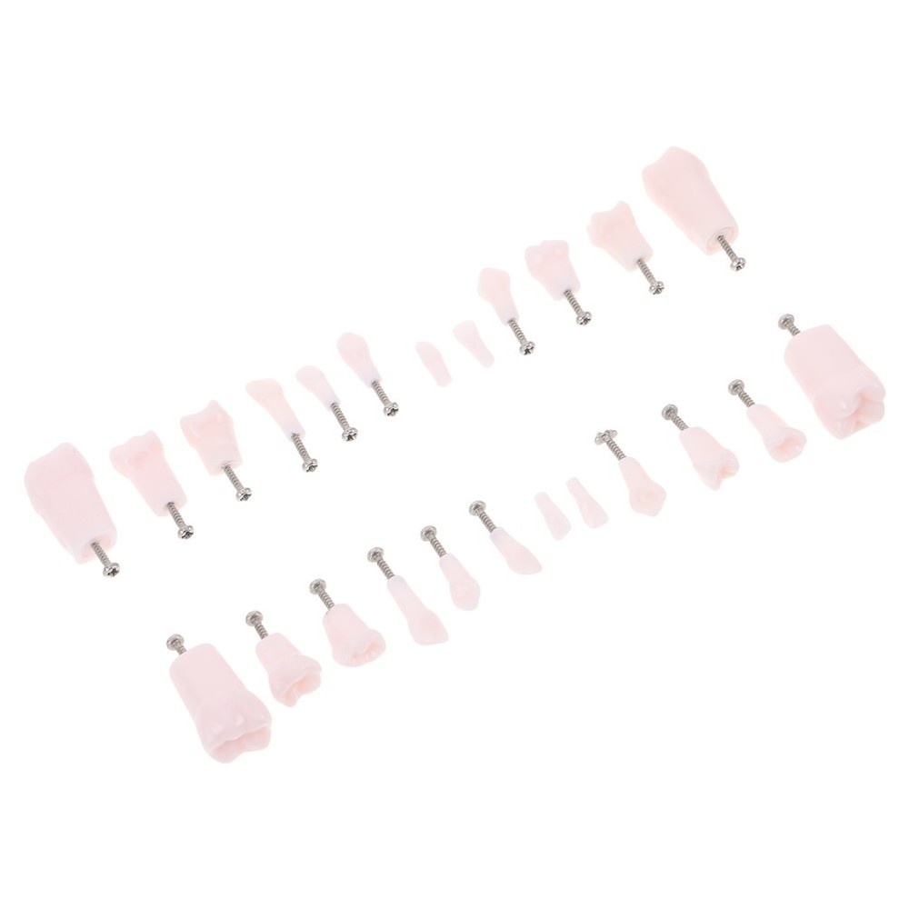 24 Pcs Artificial Teeth Dental Teaching Supplies Removable Typodont Model