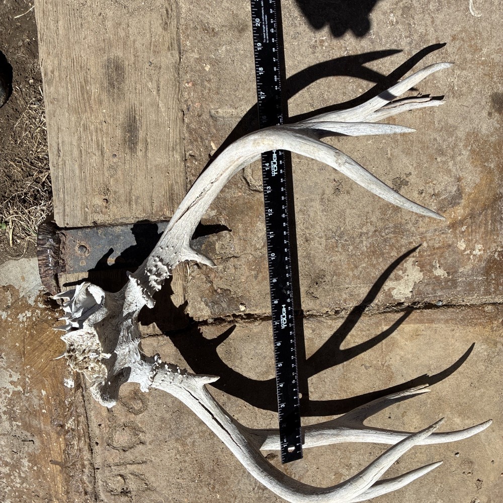 Mule Deer Skull Plate