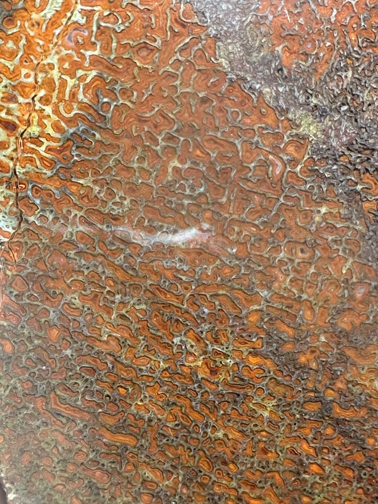 Dinosaur gem bone rough **hxtled large slab.