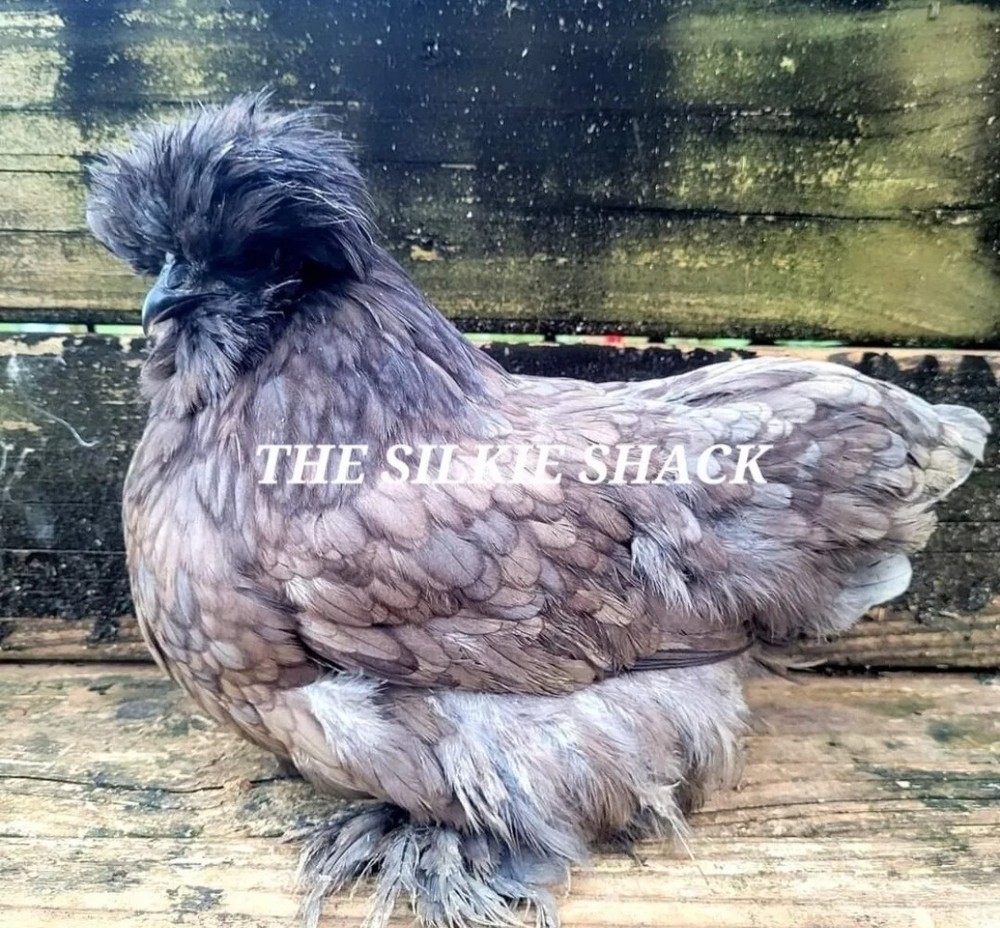 Silkie Chicken Hatching Eggs NPIP Certified ( 1 Dozen)