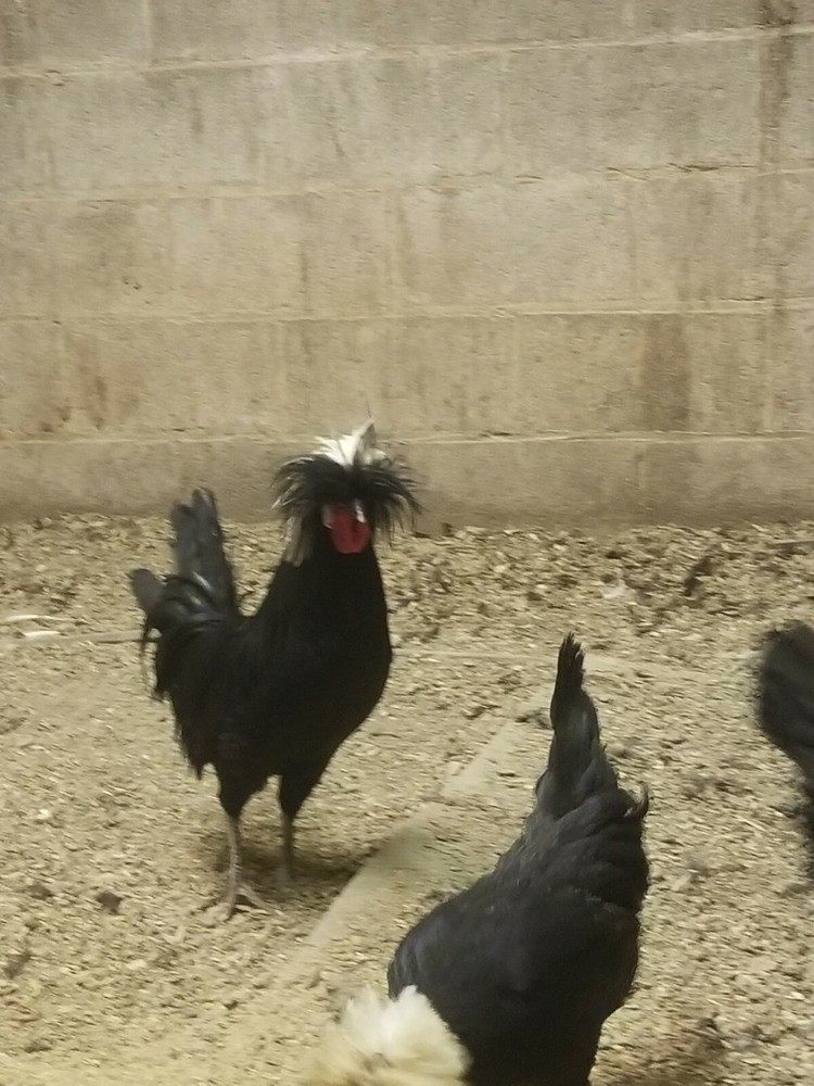 White Crested Black Polish Hatching Eggs - Chicken