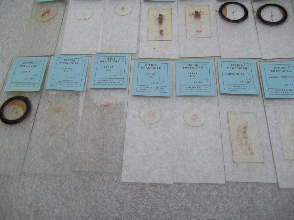 Vintage Glass Microscope Slides - 6 x Boxes