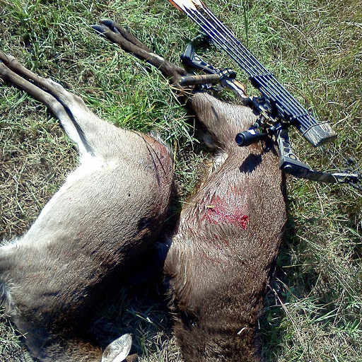 Sika Screamer Bugle Call ( Free Shipping)