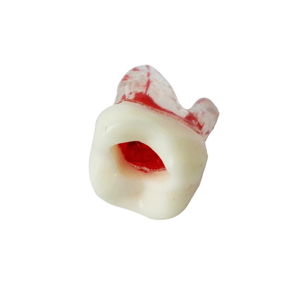 Dentist Dental Plastic Teeth Tooth Molar Teaching Analysis Model for Study