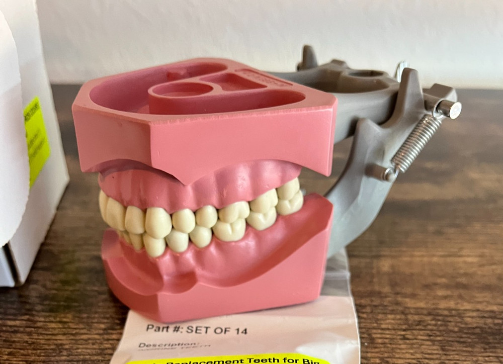 Columbia Dentoform Dental Typodont Model Removable Teeth + Extra